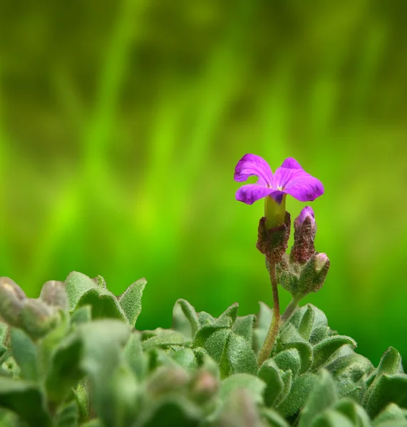 Purple bloom — Stock Photo, Image