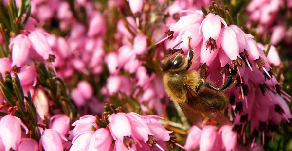 Bee op paarse bloei — Stockfoto