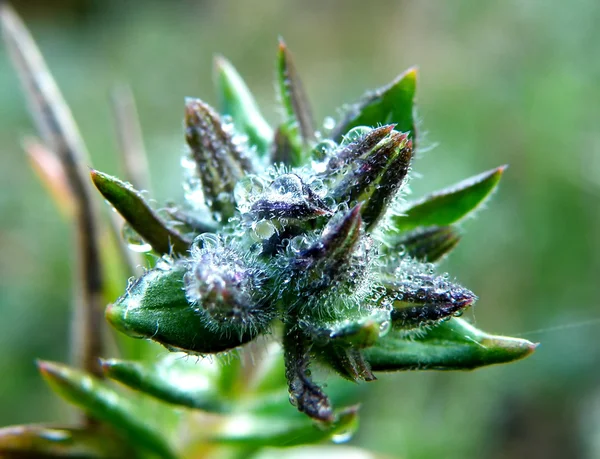 Water drops on plant — Stock Photo, Image