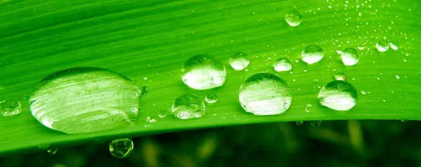 植物に水が落ち — ストック写真