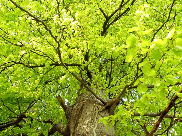 Grüne Eiche — Stockfoto