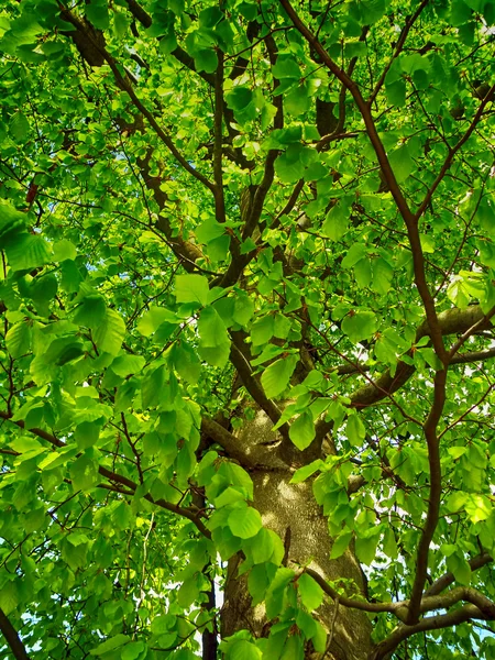 緑のオークの木 — ストック写真