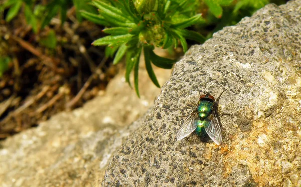 Volar Lucilia sericata — Foto de Stock