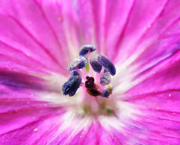 Purple or pink flower — Stock Photo, Image