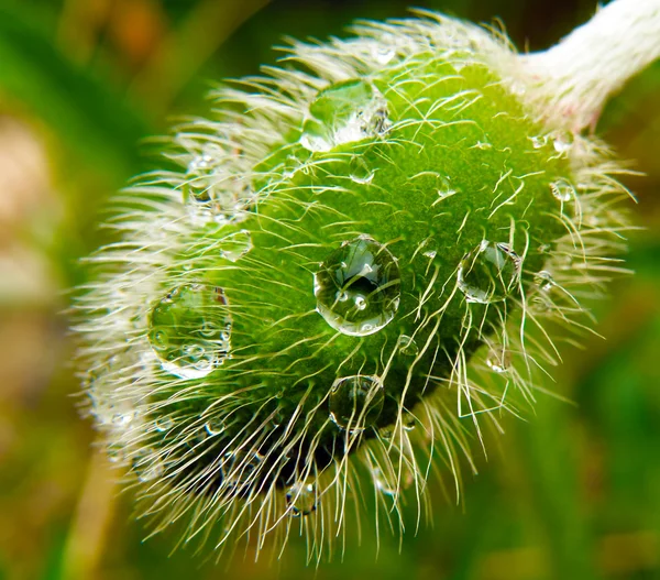 Gouttes d'eau sur la plante — Photo