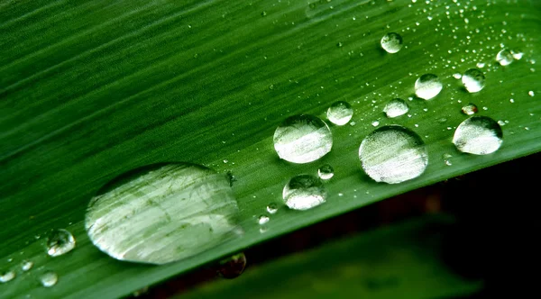 Gotas de agua en planta —  Fotos de Stock