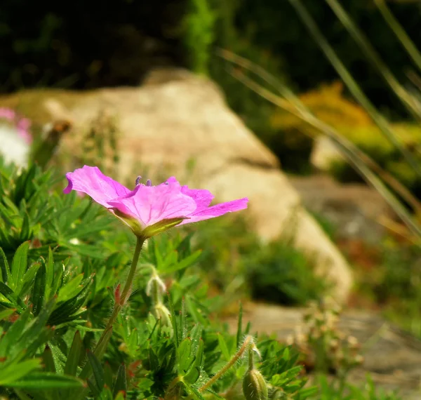 紫またはピンクの花 — ストック写真