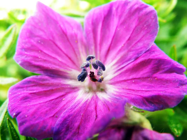 Фиолетовый или розовый цветок — стоковое фото