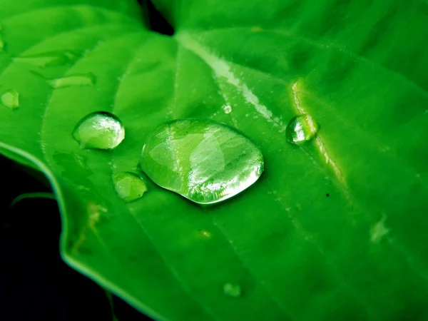 Gotas de agua en planta — Foto de Stock