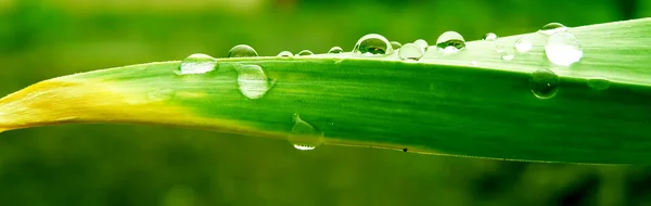 Gotas de agua en planta —  Fotos de Stock