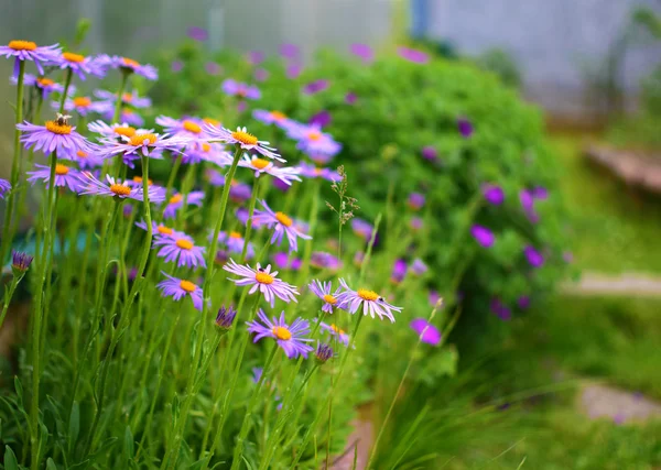 Jardim de verão com flores — Fotografia de Stock