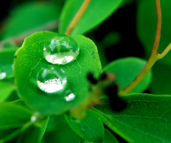 Gotas de agua en planta —  Fotos de Stock