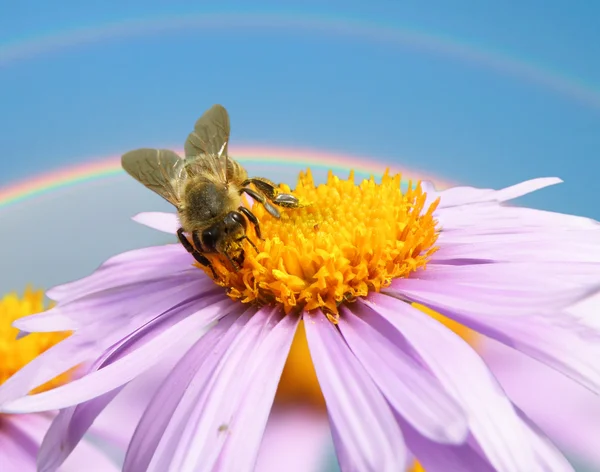 Image de belle fleur violette et abeille — Photo