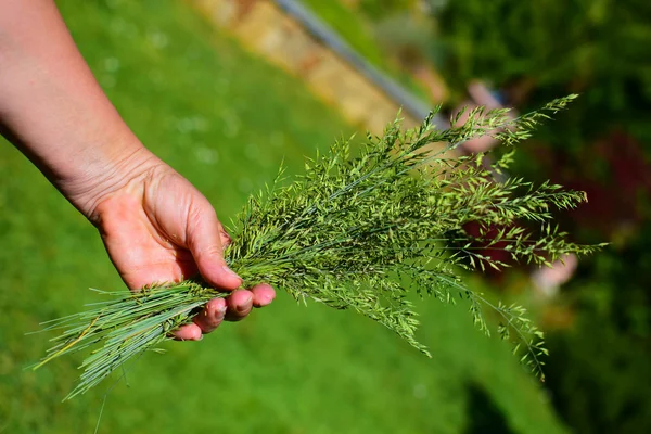 Hand with tuft of grass — Stock Photo, Image