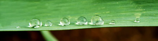 Gotas de agua en planta —  Fotos de Stock