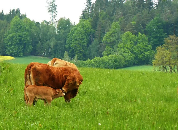 Cow in farm — Stock Photo, Image