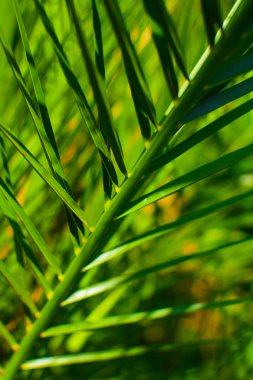 palmiye ağacı arka plan