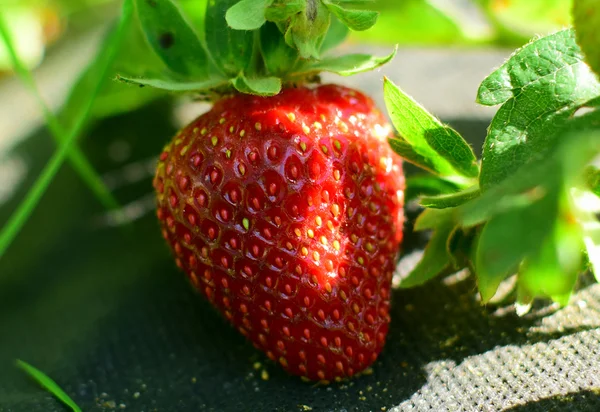 Fragola — Foto Stock