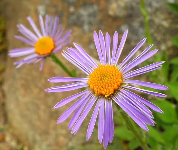 Detalhe da flor — Fotografia de Stock