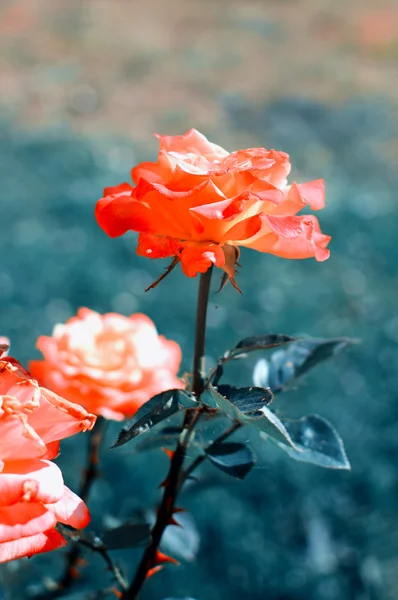 Rosa no jardim — Fotografia de Stock