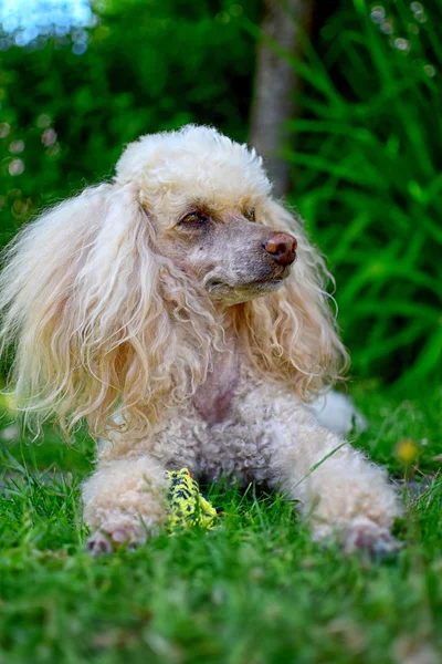 Poodle dog — Stock Photo, Image