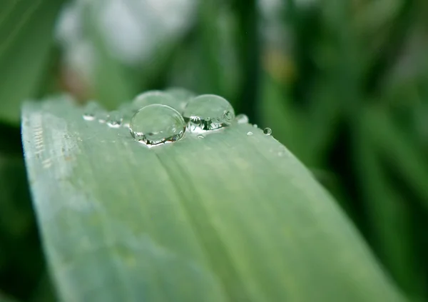 Gouttes d'eau sur la plante — Photo