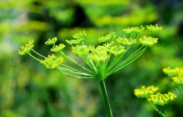 Dill — Stock Photo, Image