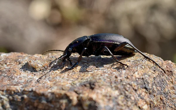 Ziemi beetle — Zdjęcie stockowe