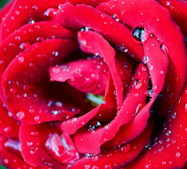Rosa após a chuva — Fotografia de Stock