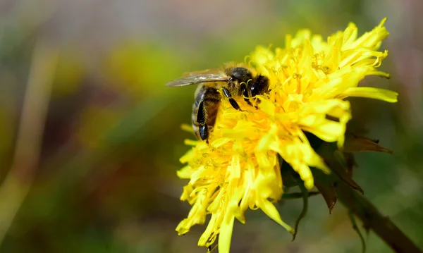 タンポポの蜂 — ストック写真