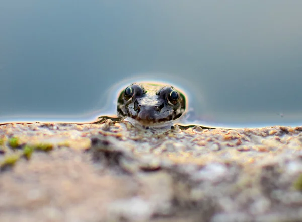 Žába ve vodě — Stock fotografie