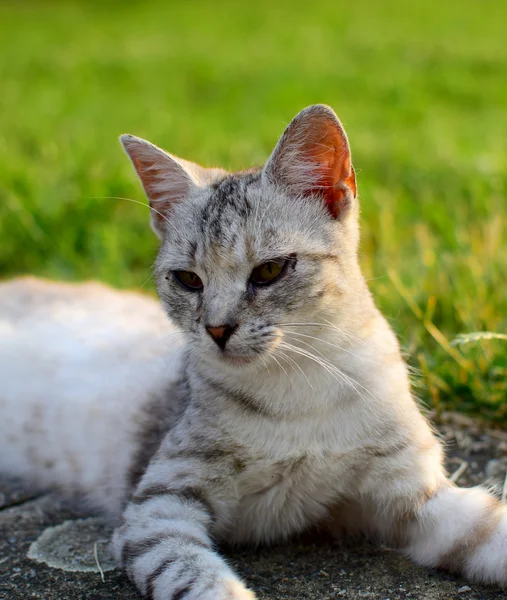 Pequeño gato lindo en el jardín — Foto de Stock