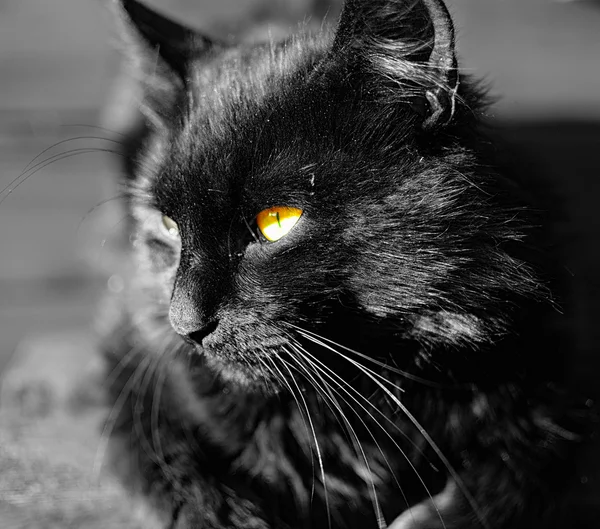 黑色豪华可爱猫咪 — 图库照片