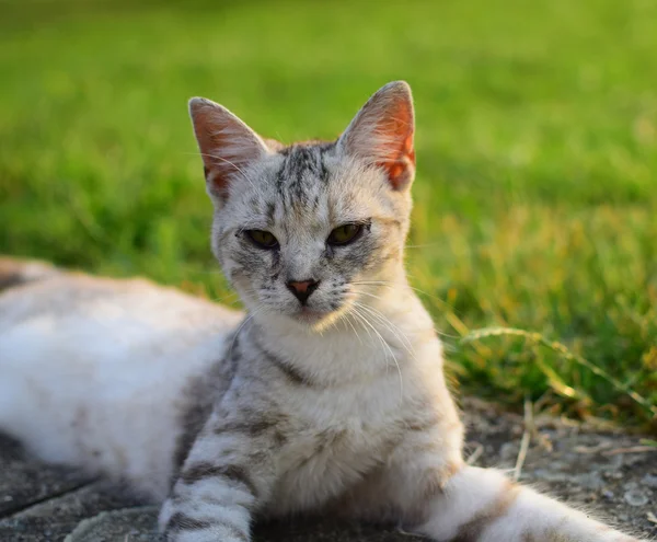 小可爱的猫的画像 — 图库照片