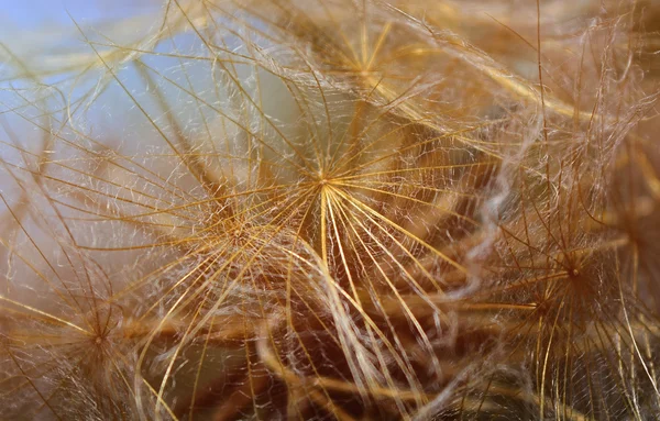Dandelion seeds — Stock Photo, Image