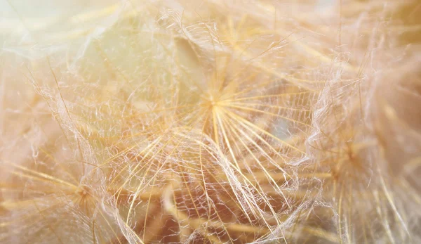 Dandelion seeds — Stock Photo, Image