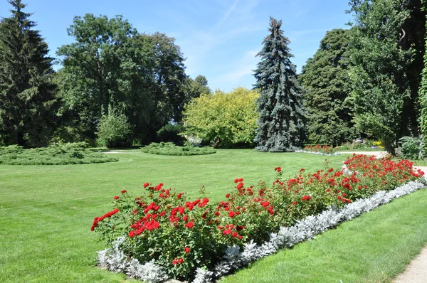 Jardín y parque, macizo de rosas — Foto de Stock