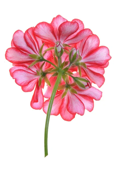 Geranium flower, garden decoration isolated on white background — Stock Photo, Image