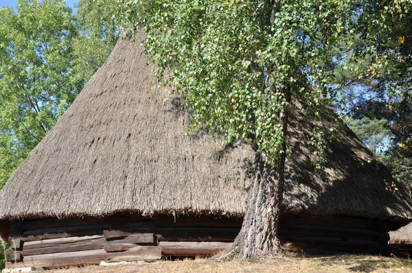 Orman içinde dairesel ahşap ve saz kulübe — Stok fotoğraf