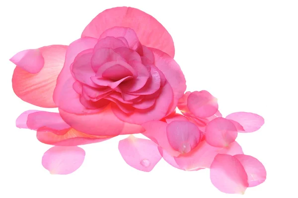 Rosa fiore begonia isolato su sfondo bianco — Foto Stock