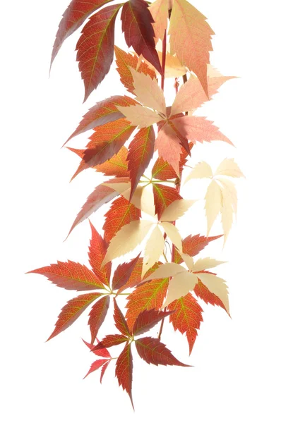 Κλαδί κισσός, χρώματα του φθινοπώρου — Φωτογραφία Αρχείου