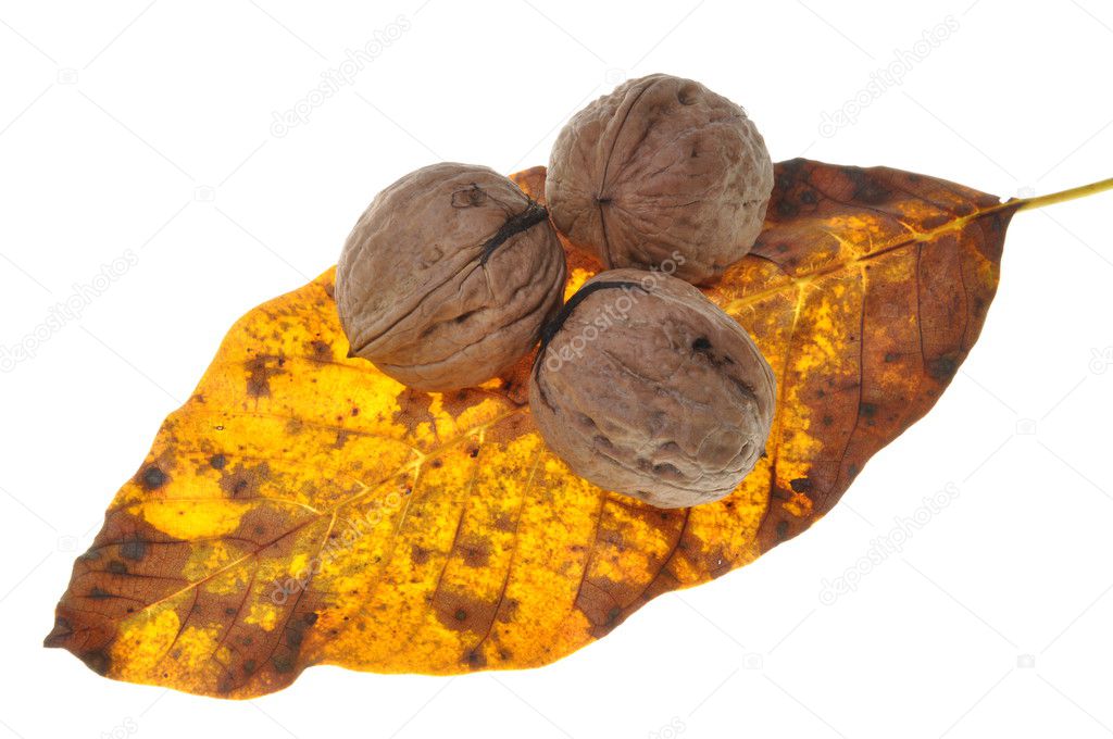 Walnuts on the autumn leaf isolated on white background