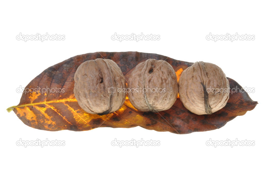 Walnuts on the autumn leaf isolated on white background