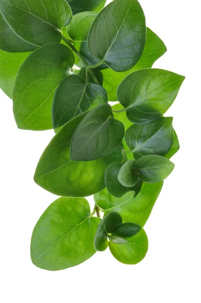 The green vine isolated on white background — Stock Photo, Image