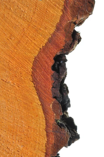 Casca de carvalho e tronco — Fotografia de Stock