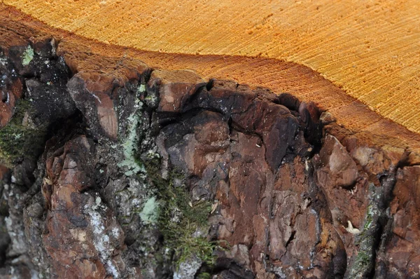 Meşe ağaç kabuğu ve gövde — Stok fotoğraf