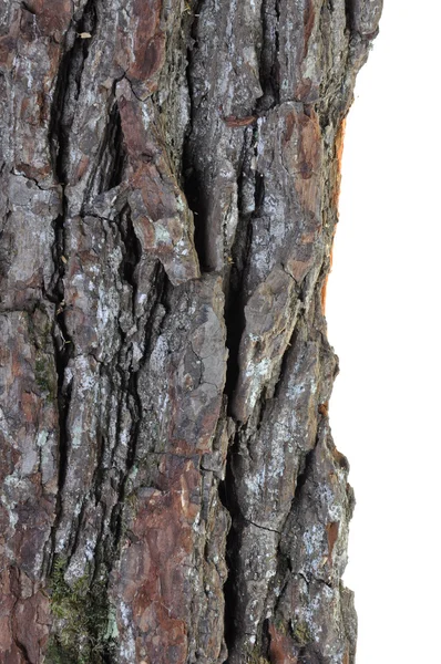 Texture of tree bark oak — Stock Photo, Image