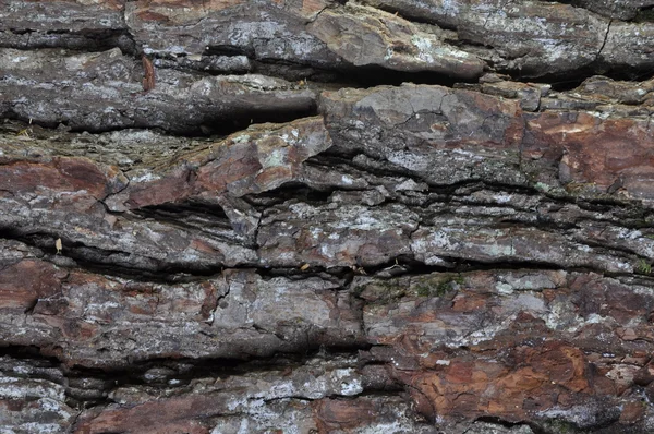 Textura de roble corteza de árbol — Foto de Stock