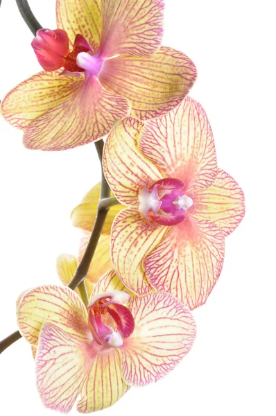 Kvist av orkidé blommor — Stockfoto