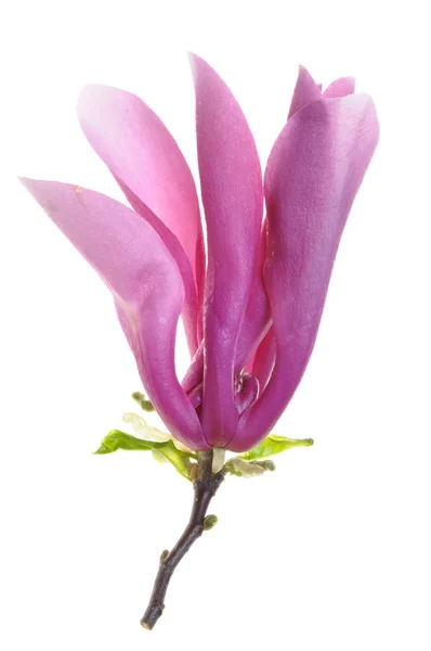 Één magnolia bloem — Stockfoto